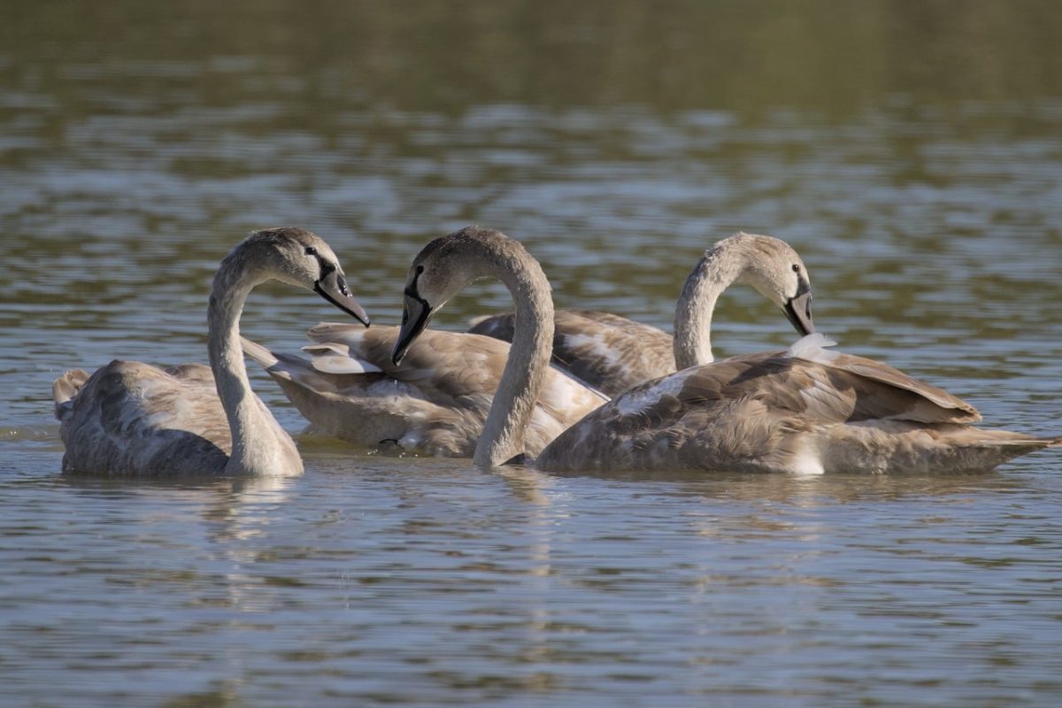 swans, young, feathers, brown, lake, waterfowl, wildlife, swimming, nature, calm, silence, reflection, ornithology, fauna, peaceful, animal, quiet, water, young swans, tranquil lake
