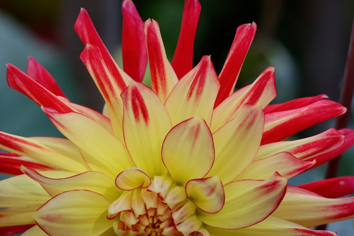 dahlia, bicolor, petals, yellow, red, blooming, macro, nature, detail, flower, garden, botany, beauty, decoration, modern garden, outdoor, glands, summer flower, ornamental plant, harmony