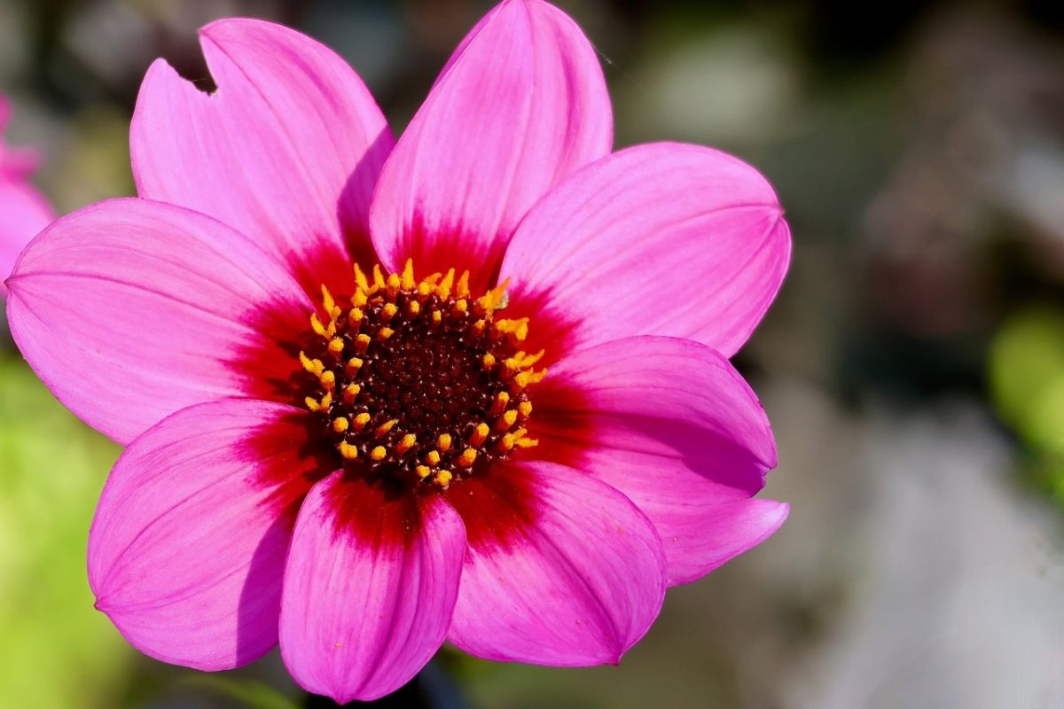 dahlia, flower, pink, petals, stamens, summer flower, beautiful flowers, macro photography, sunny, nature, bloom, single flower, botany, natural beauty, fragility, colorful, garden plant, delicate texture, special garden, gardening