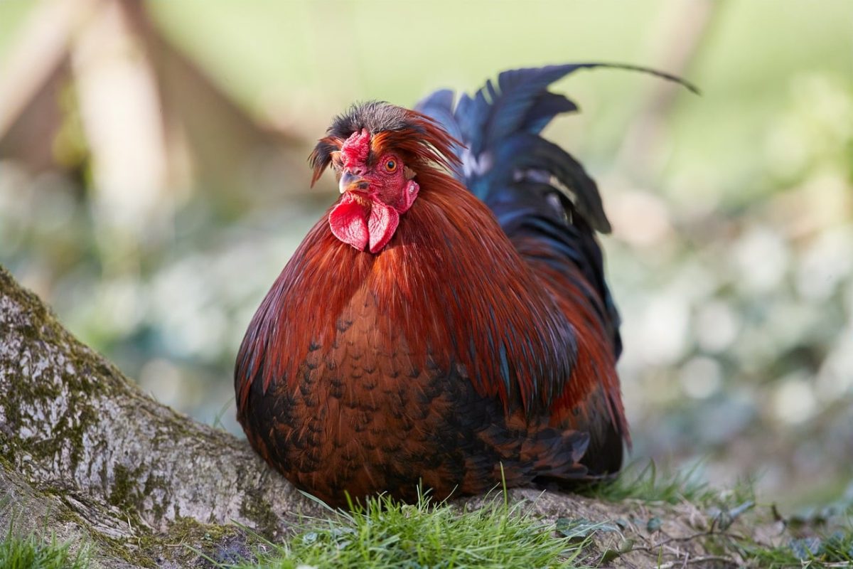 rooster, chicken, bird, farm, nature, red, brown, feather, resting, colorful, photogenic, landscape, male, outdoor, comb, animal, spanish, elegant, peck