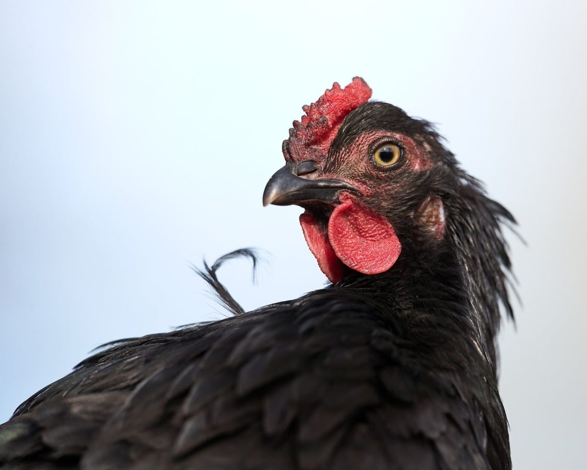 black hen, agriculture, hen portrait, nature, bird, comb, outdoors, feather, eye, organic, farm, red comb, domestic animal, bred, beak, black color, wild, hen beak, care, poultry farming