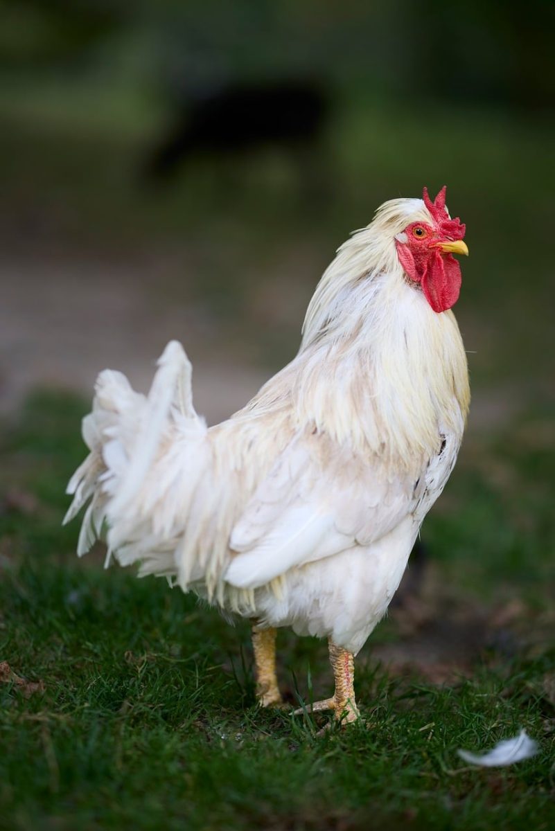 rooster, white, comb, nature, rural, livestock, feathers, bird, agriculture, countryside, animal, portrait, outdoor, farm, hen, red, standing, country, outside, green