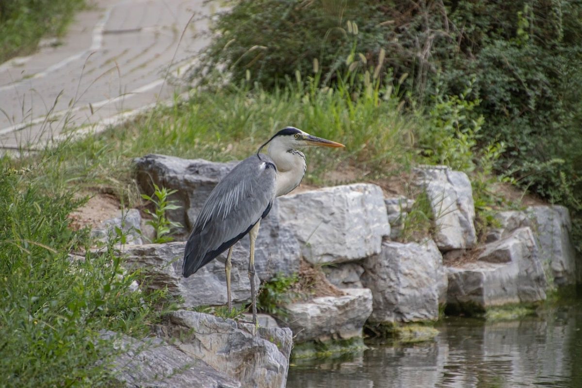 grey heron, bird, wildlife, beak, feathers, ornithology, water, birdwatching, outdoors, nature, stone, shore, alone, weathered, vegetation, coastline, heron, long-legged, in greenery, calm