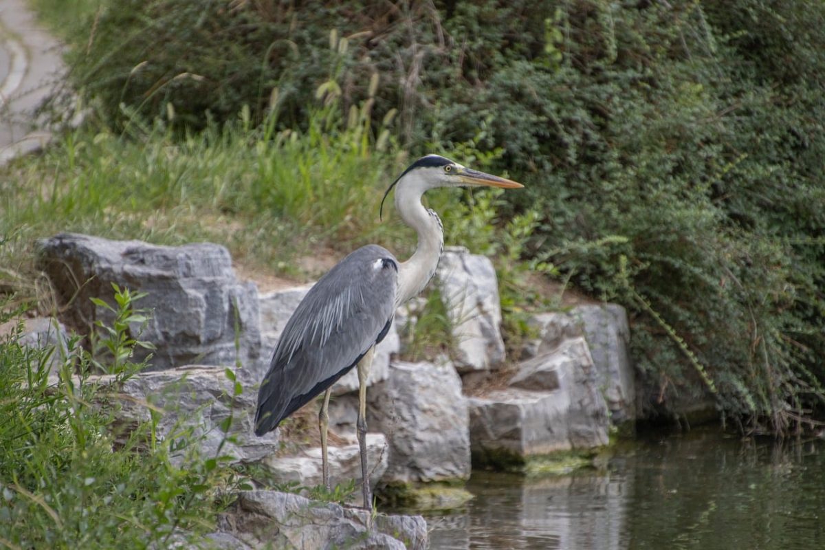 grey heron, animal, avian, nature, wildlife, ornithology, feathers, beak, water, outdoors, bird by water, heron, fern, stone, shrubbery, natural habitat, biology, ecology