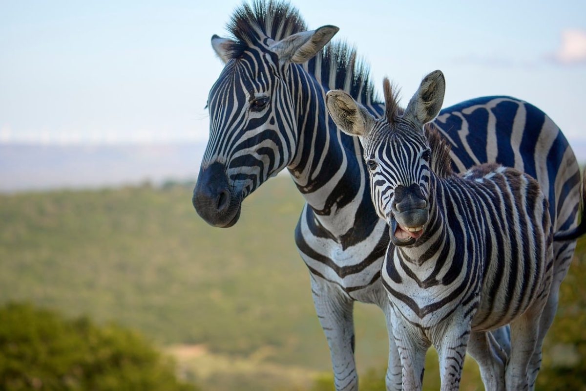 zebra, african savanna, animal, nature, young, mother and young, wildlife, environment, striped, safari, black and white, flying bird, light blue sky, landscape, photography, two, grassland, african animal, daylight, exotic, fauna, digital photography