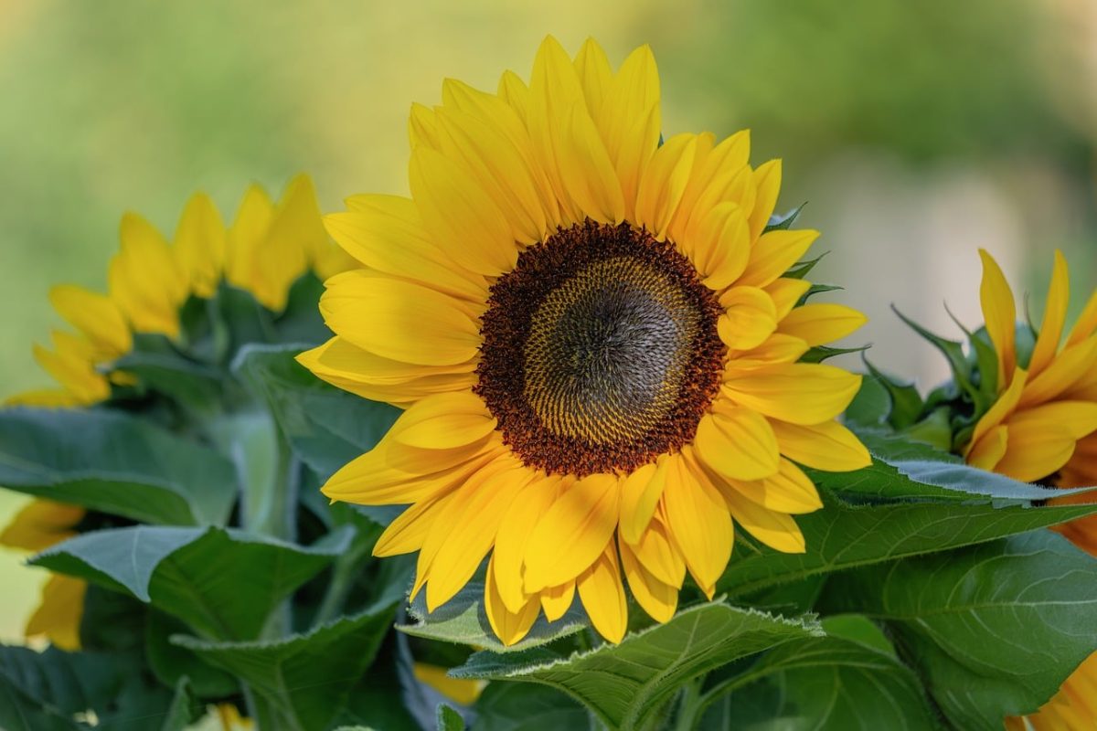 sunflower, flower, yellow, summer, garden, nature, leaves, bloom, sunny, outdoor, beautiful, large bloom, natural scenery, background, green leaves, macro photography, nature capture, bright day