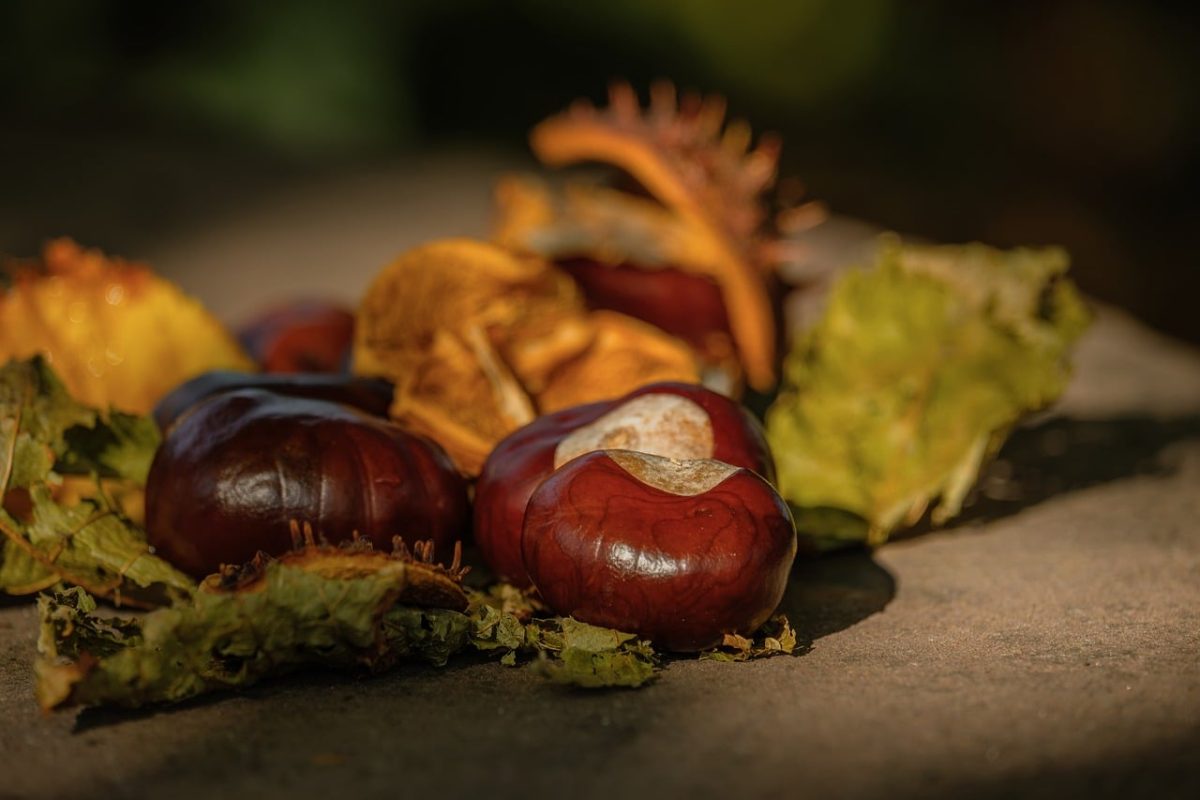 chestnuts, leaves, autumn, nature, bright, close-up, dry leaves, seasonal, outdoors, warm colors, natural texture, detail, rural scene, autumn decoration, sunlight, calm, botany, gentle, earth tones