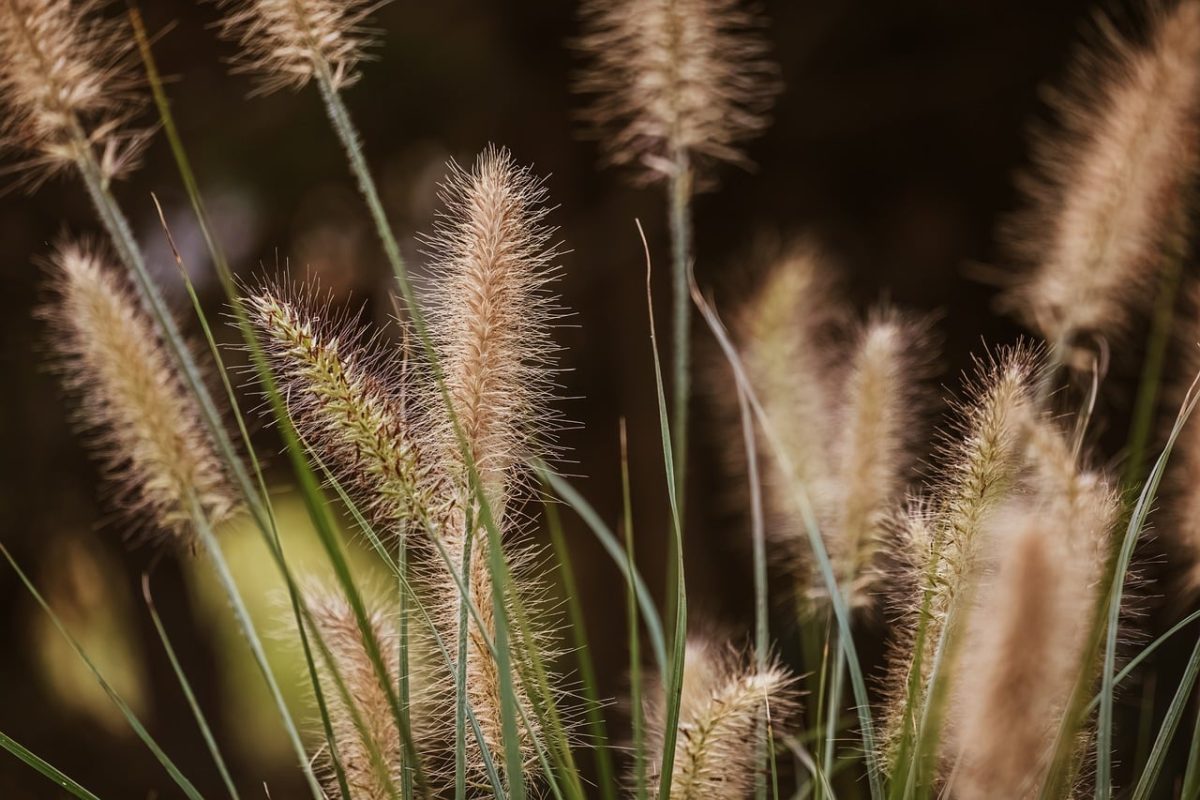 grass, sedge, summer, nature, outdoors, texture, detail, stripes, pattern, stem, agriculture, landscape, rustic, field, green, wilderness, natural, calm, gentle, dandelion