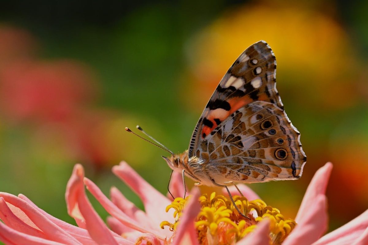 butterfly, flower, zinnia, close-up, nature, wings, color, vibrant, summer, autumn, garden, pollination, flower background, diversity, painted lady, shape, beautiful flowers, inflorescence, flower wallpaper, distinct, theme, stunning, adorable, beauty
