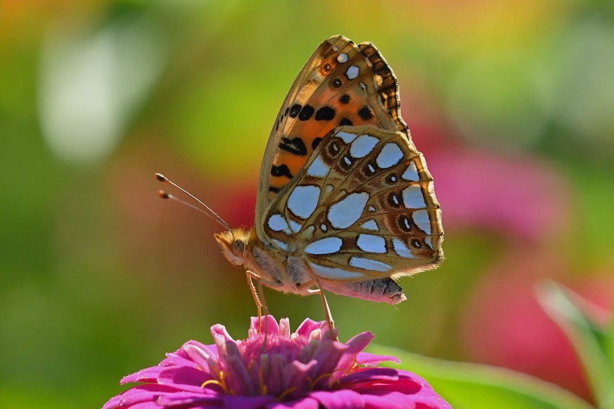 butterfly, beautiful flowers, fritillary, zinnia, flower, wings, garden, nature, macro, flower wallpaper, flower background, colorful, details, insect, pose, bright, summer, vivid colors, wild, clear, autumn, contrast