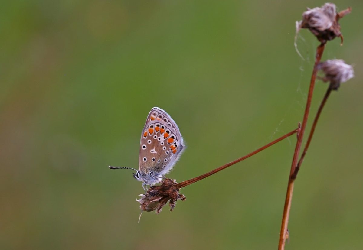 butterfly, common blue, meadow, close-up, wings, summer, macro photography, green, dry flower, nature, insect, delicate, graceful, dandelion, field, environment, light, petal, production, habitat