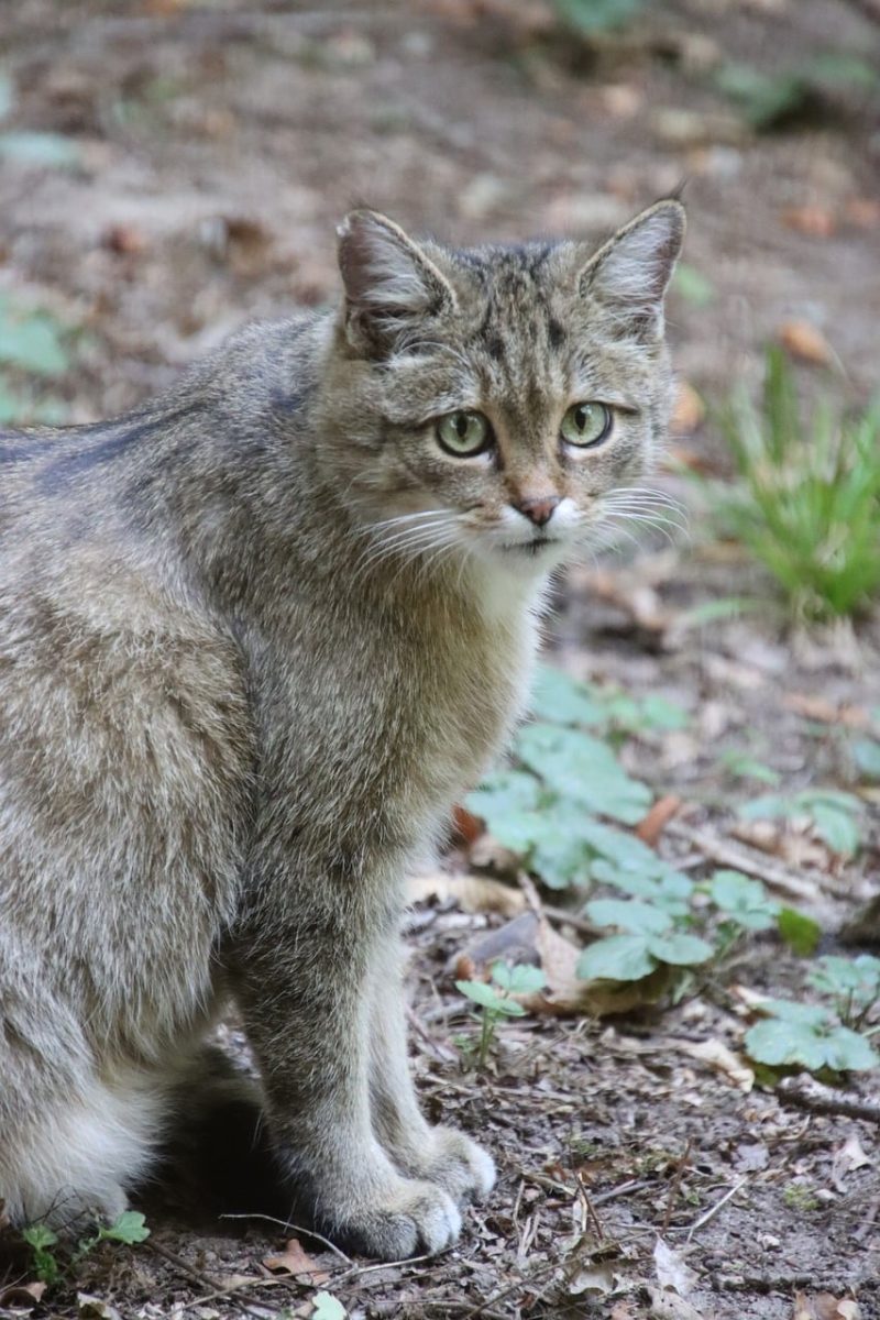 cat, wildcat, nature, animal kingdom, mammal, alert, portrait, animal, pet, cat eyes, wilderness, animal gaze, fur, ground, curious, forest, camouflage, hunter, lonely, mood