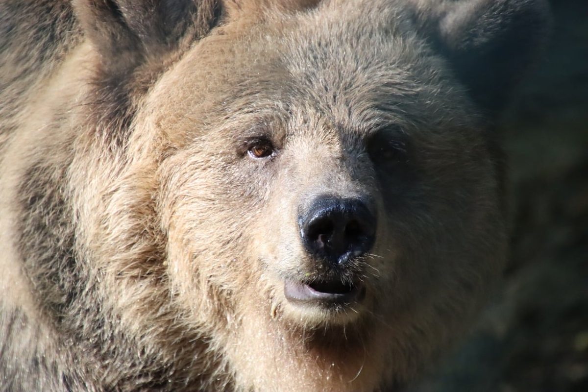 bear, brown bear, animal, portrait, wilderness, predator, silhouette, snout, fur, nature, facial expression, large, wild, head, staring, gaze, foreground, curiosity, sneaky, anxiety