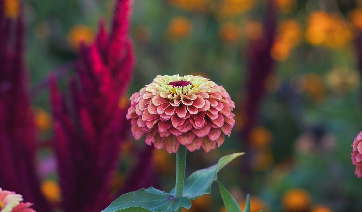 flower, zinnia, nature, beautiful flowers, flower background, wallpaper 4k, garden, free wallpaper, 4k wallpaper 1920x1080, autumn, colorful, flower wallpaper, hd wallpaper, free background, mac wallpaper, wallpaper hd, leaves, pollen, beautiful wallpaper, bloom, flora, horticulture, 4k wallpaper, full hd wallpaper, windows wallpaper, outdoor, background, floral background, beauty, orange, laptop wallpaper, desktop backgrounds, green, cool backgrounds, natural beauty, color, beautiful, photography