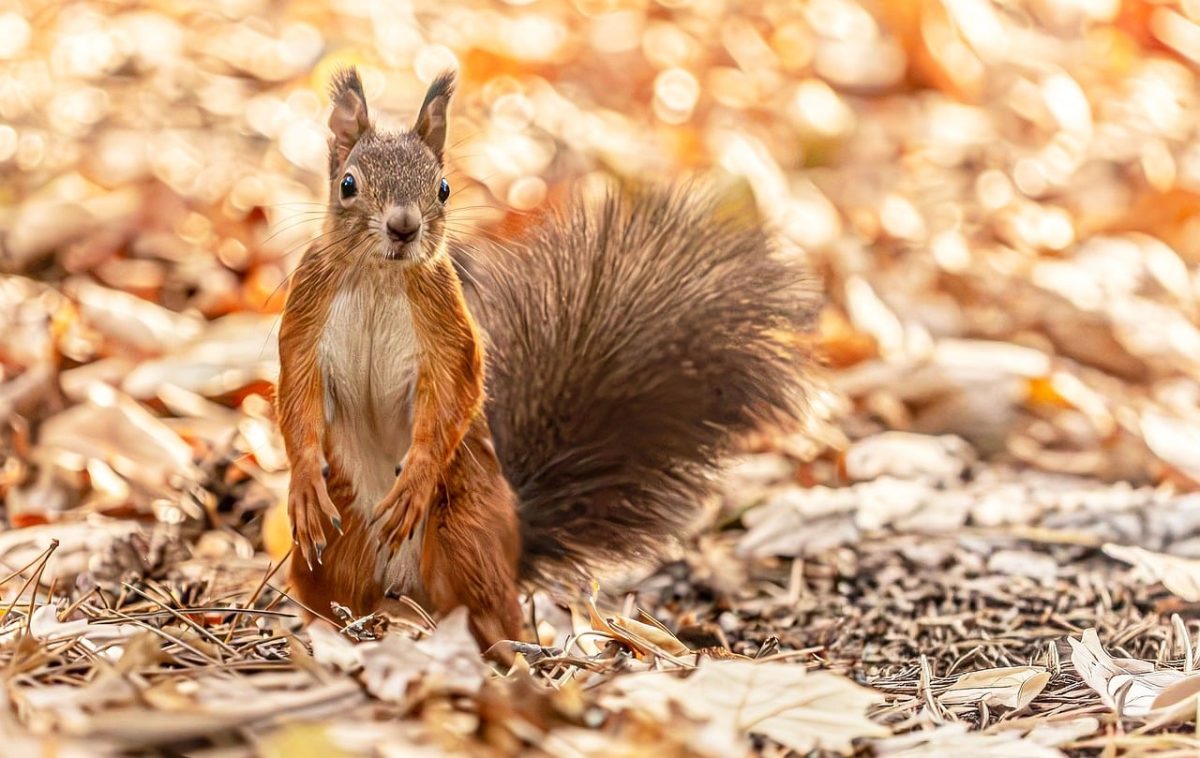 squirrel, hd wallpaper, red squirrel, rodent, animal, wildlife, fluffy tail, autumn leaves, forest floor, nature, fur, cute, bokeh, forest, autumn, dry leaves, wallpaper, small mammal, park, woods