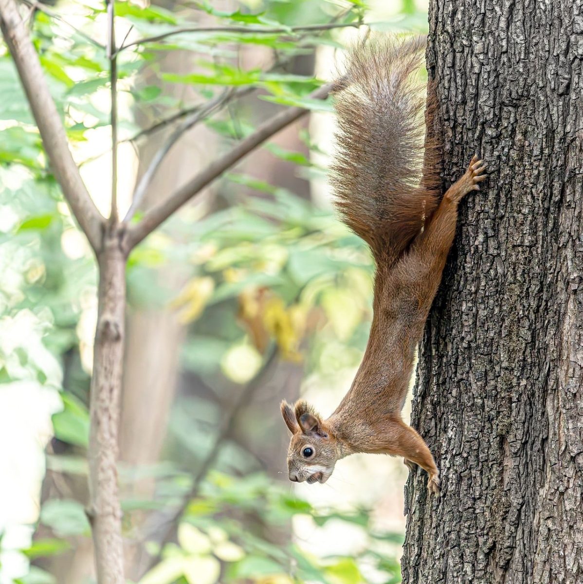 squirrel, red squirrel, rodent, animal, wildlife, fluffy tail, tree, climbing, upside down, trunk, bark, forest, autumn, cute, small mammal, nature, sharp image, green leaves, crystal clear, animal focus, cute mammal