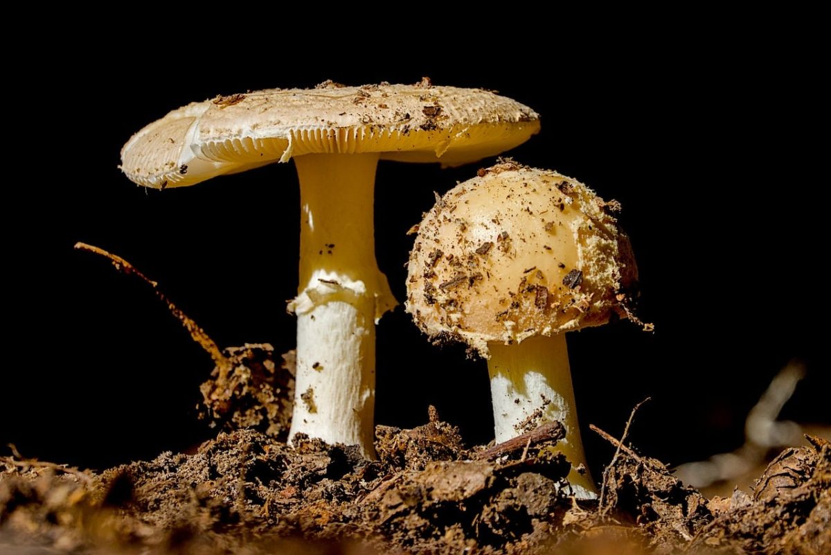 mushroom, forest, nature, toadstool, mycology, fungi, soil, light, flora, dark, macro, natural, forest floor, earth, biological, mushroom study, natural environment, exploration, stems, microorganisms, nutrient