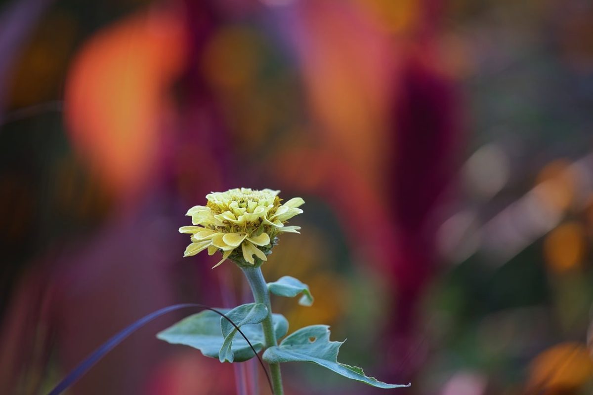 zinnia, flower, nature, autumn, garden, bokeh, flora, botany, colorful, single flower, leaves, plant, floral, natural scenery, macro, warm colors, background, seed, green leaves, focus, outdoor