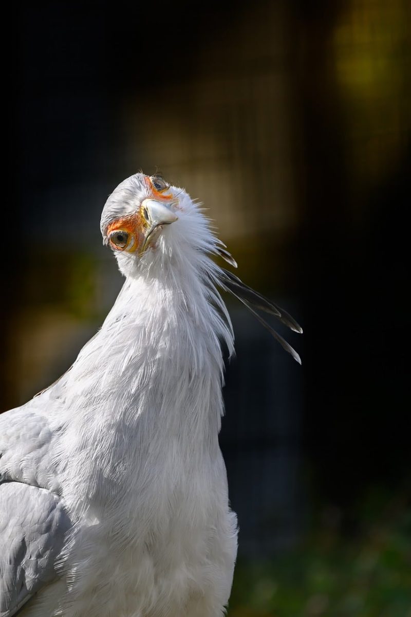 secretary bird, bird of prey, exotic, long legs, beak, feather, wildlife, military crest, raptor, nature, curious look, outdoors, ornithology, animal, bird watching, eyes, hunter, gray, bird