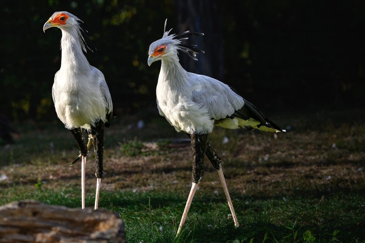 bird, secretarybird, long legs, wild, predator bird, african, two, nature, two birds, grass, feathers, long feathers, wings, daylight, enkefalogram, animal, wildlife, open nature, habitat