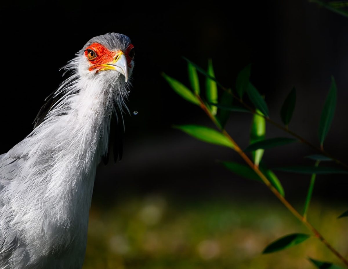 bird, secretary bird, raptor, close-up, natural environment, beak, wing, red face, eye, feathers, nature, zoology, ornithology, wildlife, twig, greenery, daylight, detail, explanation, branches