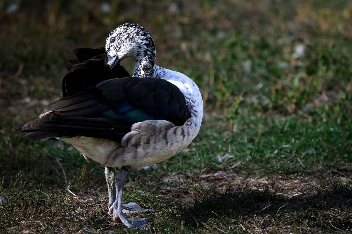 duck, waterfowl, nature, wildlife, feather, beak, eye, black and white, cute looking, environment, park, posing, wings, green, everyday, nature and wildlife, daylight, colorful, calm