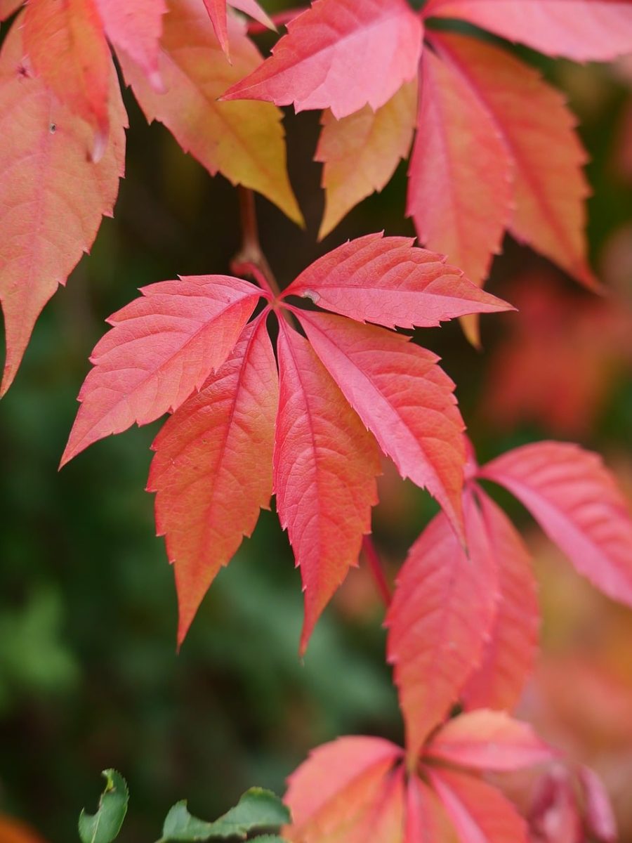 autumn, deciduous plants, red leaves, natural colors, multicolored, autumn foliage, red, detail, nature, outdoor, natural environment, vivid colors, leaf texture, high quality, leaf, macro photography, autumn mulch, ground cover, creeper, climbing plant