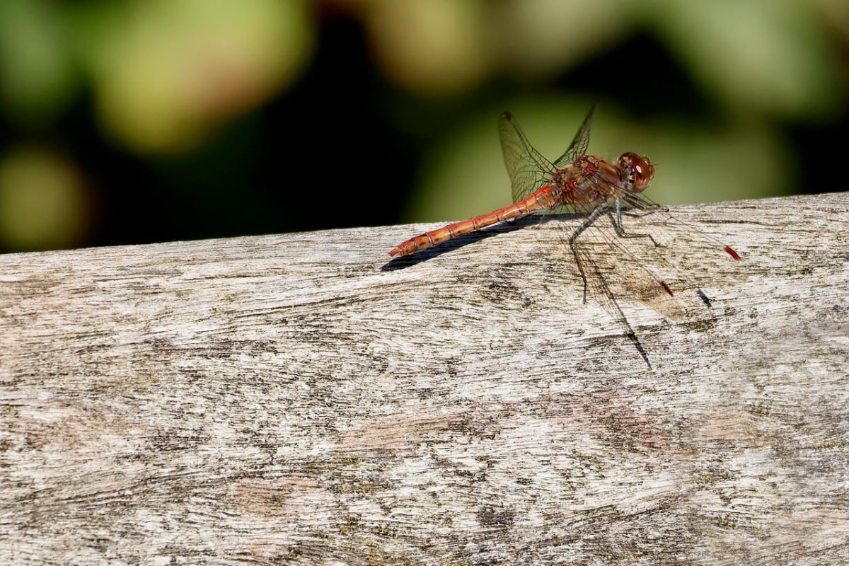 dragonfly, insect, wings, close-up, insect on wood, nature, outdoor, insect on natural background, details, macro insect photography, summer, natural colors, insect in detail, ecosystem, insect patterns, garden life, fascination, predatory beauty