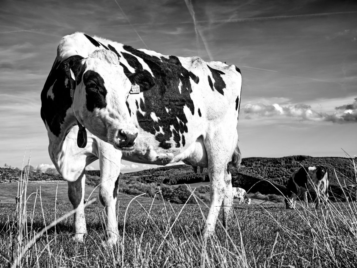 cow, field, black and white, rural, nature, pasture, livestock, agriculture, sky, scenic, rest, tag, grass, farm, holstein, sun, herd, season, countryside, cowboy, summer