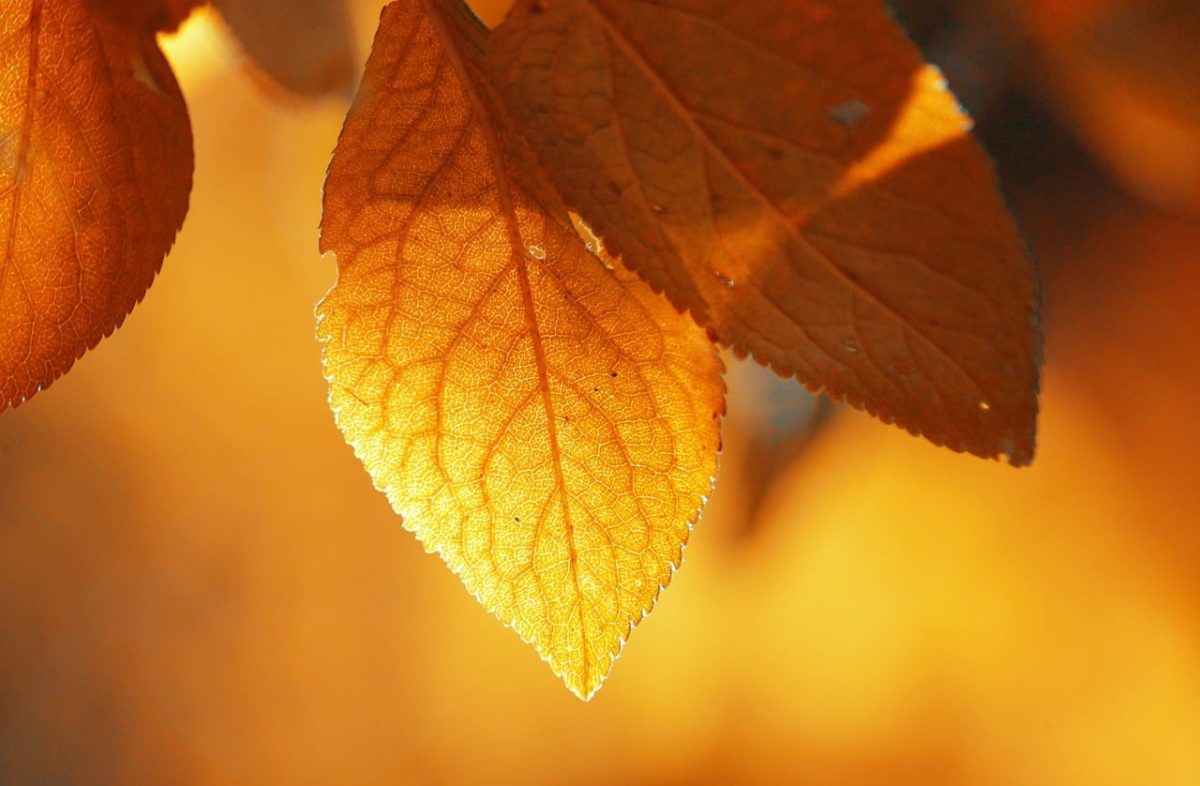 autumn, leaves, nature, leaf veins, warm colors, golden color, light, autumn foliage, backlight, season, close-up, natural beauty, leaf texture, nature wallpaper, bright, natural light, autumn theme, vibrant colors, orange, autumn atmosphere