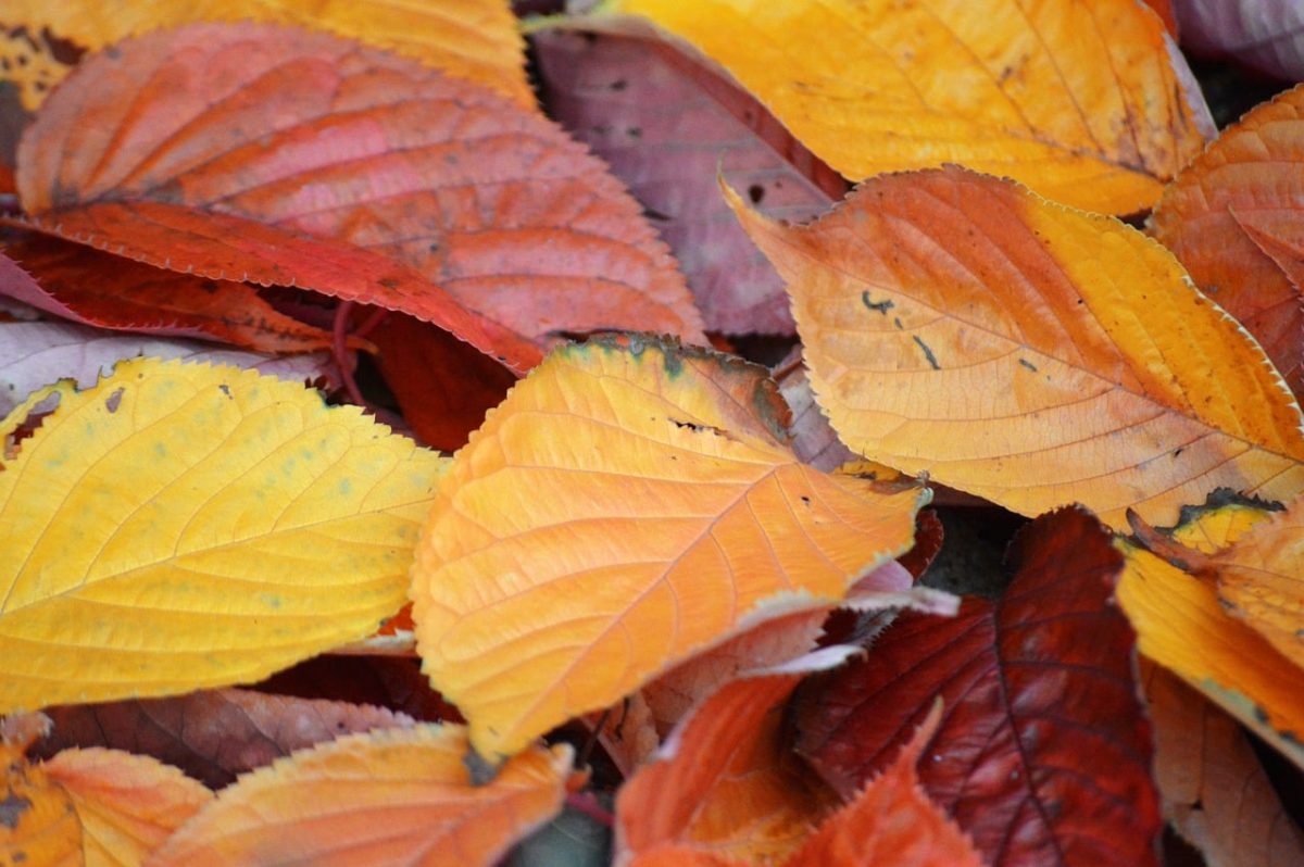 autumn leaves, colorful leaves, autumn colors, nature wallpaper, leaf structure, nature, close-up, yellow, vibrant colors, orange, natural texture, autumn season, seasonal transition, outdoors, landscape, yellow and orange, natural background, fallen leaves, peaceful atmosphere, detail