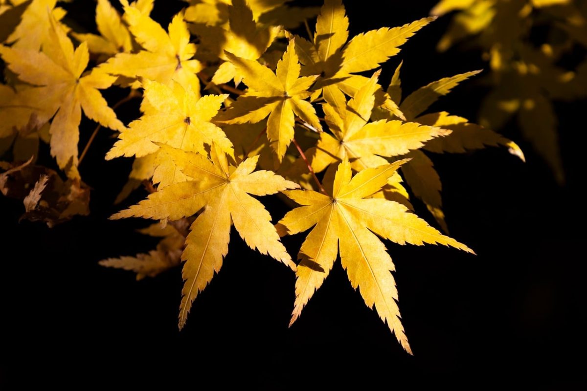 leaves, autumn, fall, maple, japanese maple, golden, yellow, bright, colorful, nature, tree, foliage, vibrant colors, autumn leaves, natural beauty, plant, seasonal, sunlight