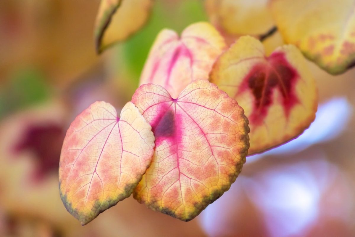 katsura, leaves, autumn, tree, yellow, pink, colorful, nature, bright, golden, autumn leaves, natural beauty, outdoor, macrophotography, beauty, nature scene, soft hues, natural pattern, detail, natural texture