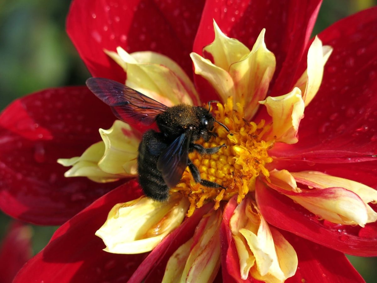 dahlia, bee, flower, insect, macro, detail, bumblebee, pollination, red, nature, garden, wild bee, sunlight, flying insect, color, white orange, wildlife, yellow