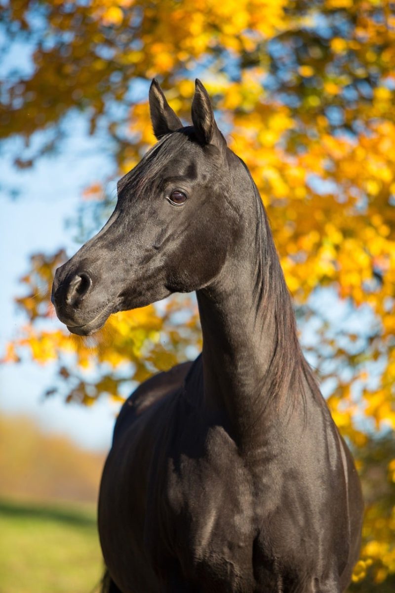 horse, arabian thoroughbred, autumn, yellow leaves, smooth coat, shiny fur, dark color, profile, nature, outdoors, agriculture, black horse, exterior, mane, beauty, elegance, farming, horse standing, countryside, pasture