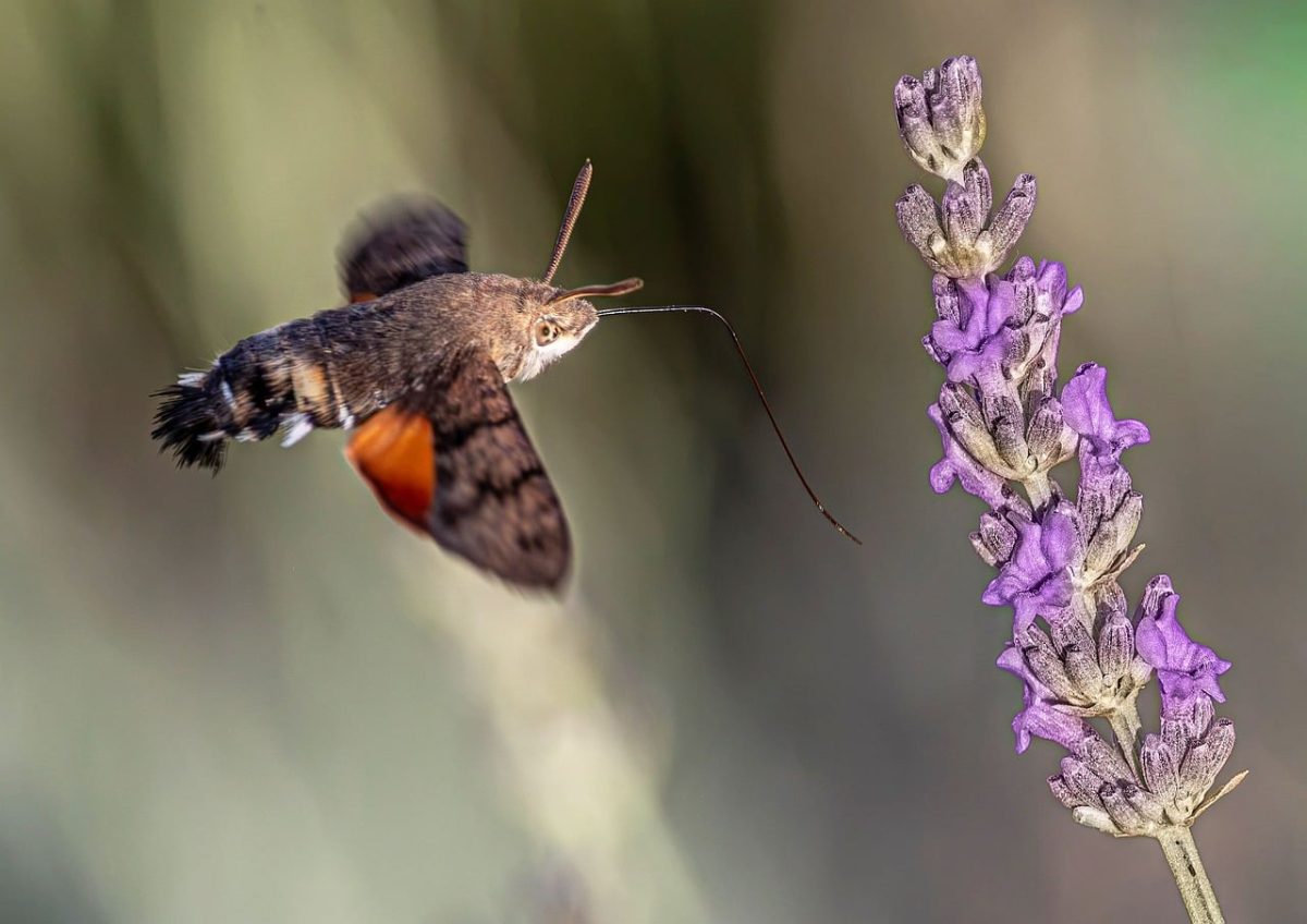hummingbird hawk-moth, lavender, nature photography, macro photography, feeding, proboscis, summer, bokeh, wildlife, background, blur, wings, hovering, garden, nature, flying, hd wallpaper, wallpaper, purple, macroglossum stellatarum