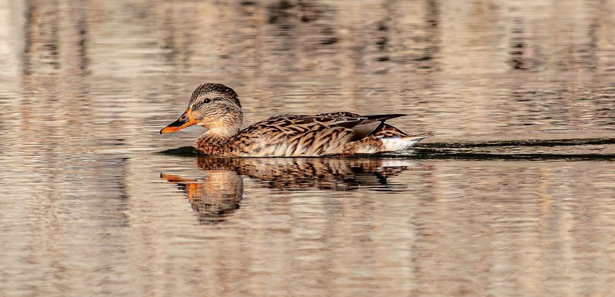 duck, swan, reflection, water, lake, wildlife, feathers, gold water, background, natural, landscape, pond, natural environment, waterfall, mirroring, zoology, waterfowl, environment, nature conservation, animal instinct, current