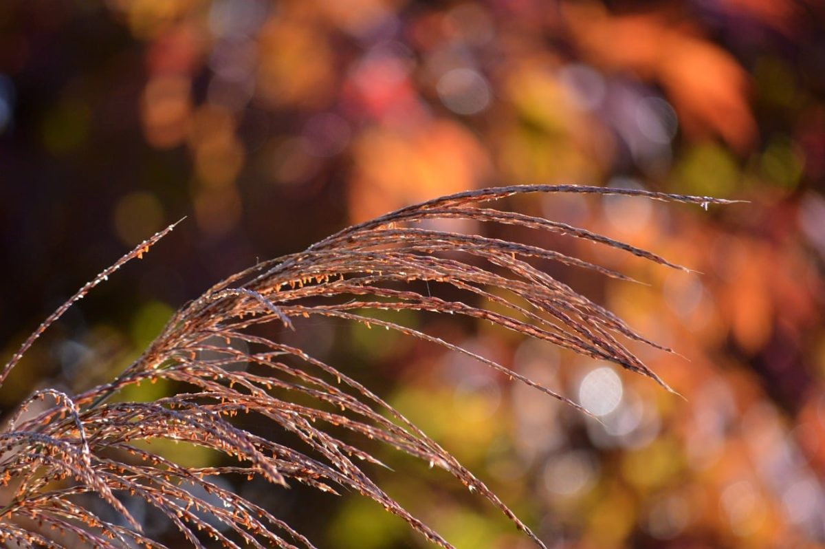 grasses, sweet grasses, plant, soft, nature, autumn colors, bokeh, blurred background, romantic, autumn, macro photography, natural decoration, serene, fluffy, close-up, background, bokeh effect, artistic photography
