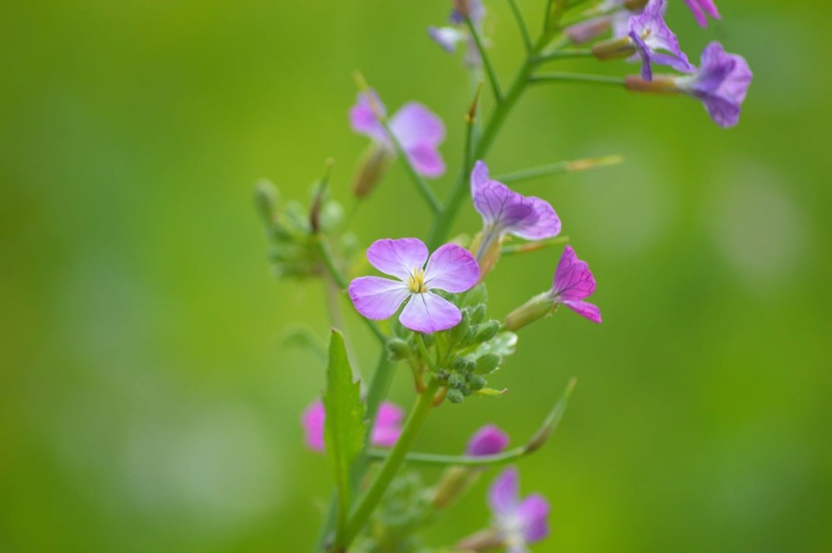 flower, oil radish, green plant, purple blossom, nature, agriculture, brassicaceae, pink flower, autumn plant, green background, macro photography, blooming season, wild plant, leaf, summer flower, vegetable garden, pesticide-free, ecosystem, wildflower
