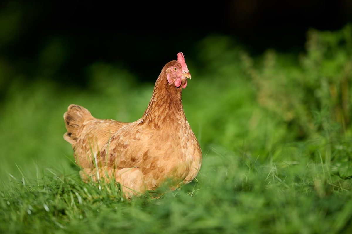chicken, farm, grass, nature, field, outdoors, green, bird, feather, rural, brown, sunlight, organic, comb, hen, animal, meadow, crop, agriculture, feathered