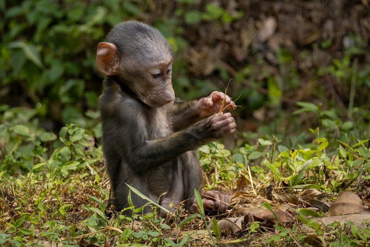 baboon, infant, playing, nature, savannah, monkey baby, savannah infant, cuteness, curiosity, animal, wilderness, monkey infant, green grass, mammal, african primate, young animal, savannah grass, natural environment, young baboon
