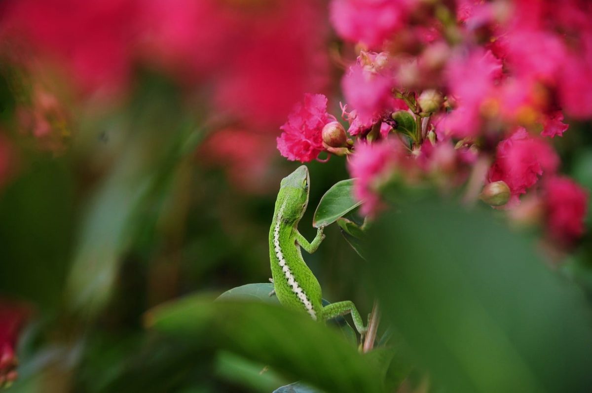 lizard, nature, chameleon, green color, flowers, lichen, animal, wild, green, climbing, biotope, green leaves, ecosystem, cute, nature photography, close-up, colors, botany, macro