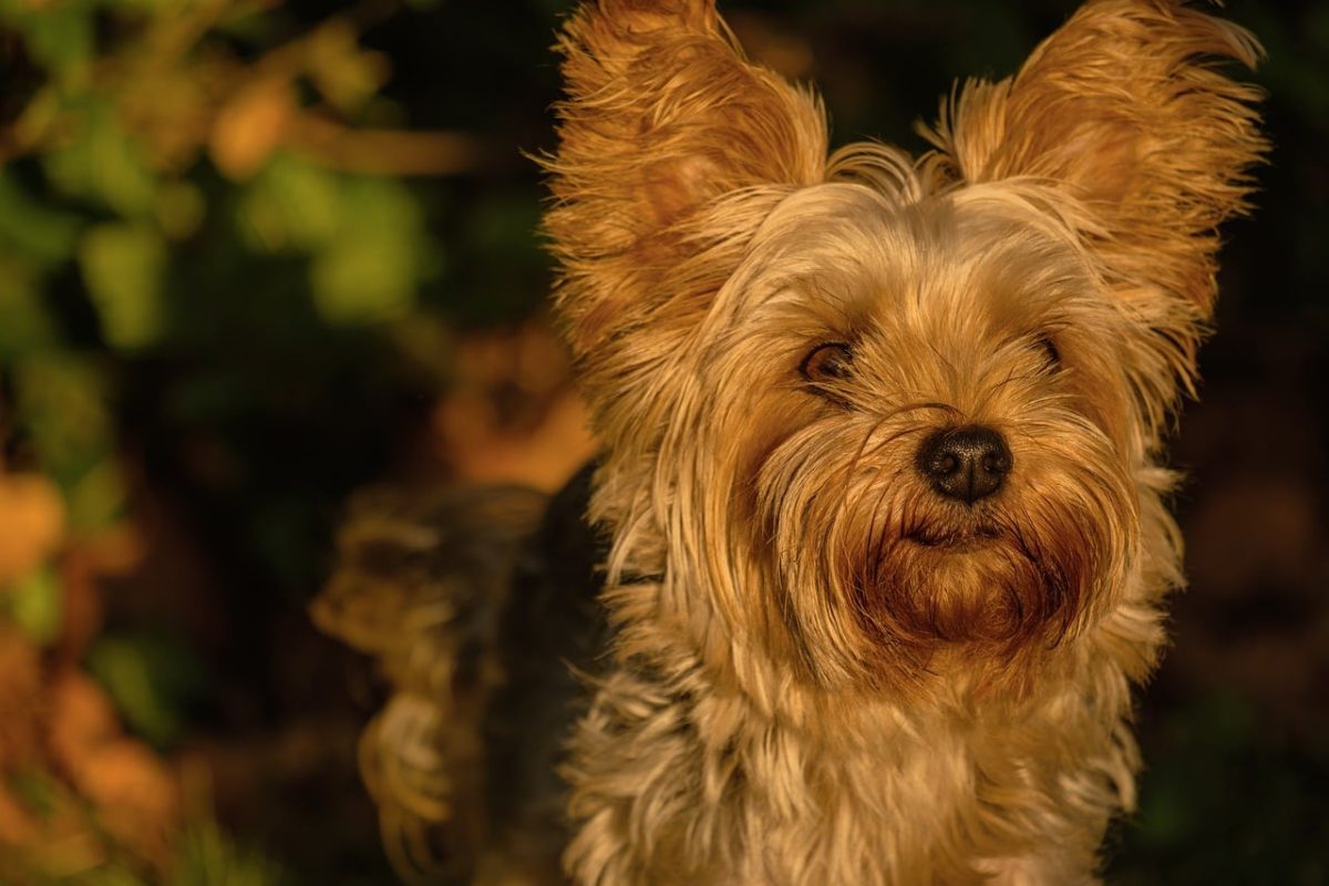 dog, yorkshire terrier, pet, fur, cute, animal, watchdog, adventure, portrait, light fur, outdoors, autumn, handsome, calm, sunset, nature, golden hour, adoration, loyalty, play