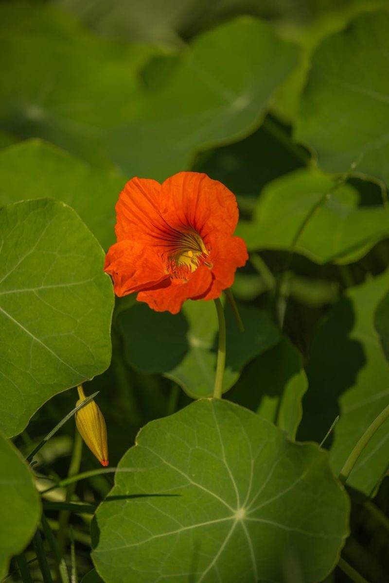 flower, orange, nasturtium, petals, leaf, nature, garden, green, outdoor, summer, sunlight, botany, beauty, stress relief, meditation, fresh, vibrant, cultivation, vegetation, grace