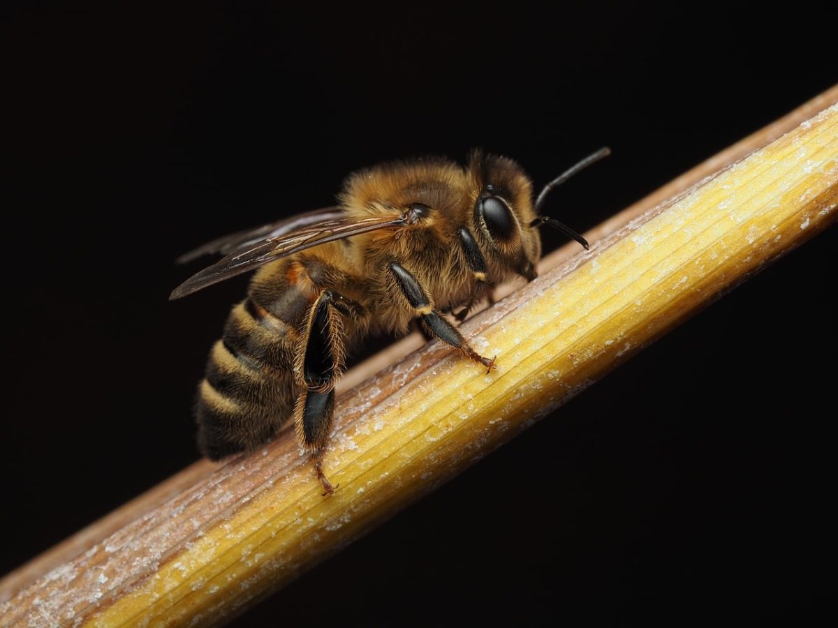 bee, insect, nature, entomology, wings, macro photography, flower-dwelling, wood, vegetation, fuzzy, macro, contrast, yellow, black, natural, zoology, proboscis, detail, macro world