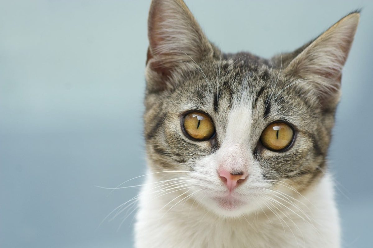 cat, kitten, portrait, animal, pet, whiskers, animal photography, face, feline, cute, close-up, domestic cat, small, soft, bed, nature, domestic, sitting, eye, fluffy, care, darling