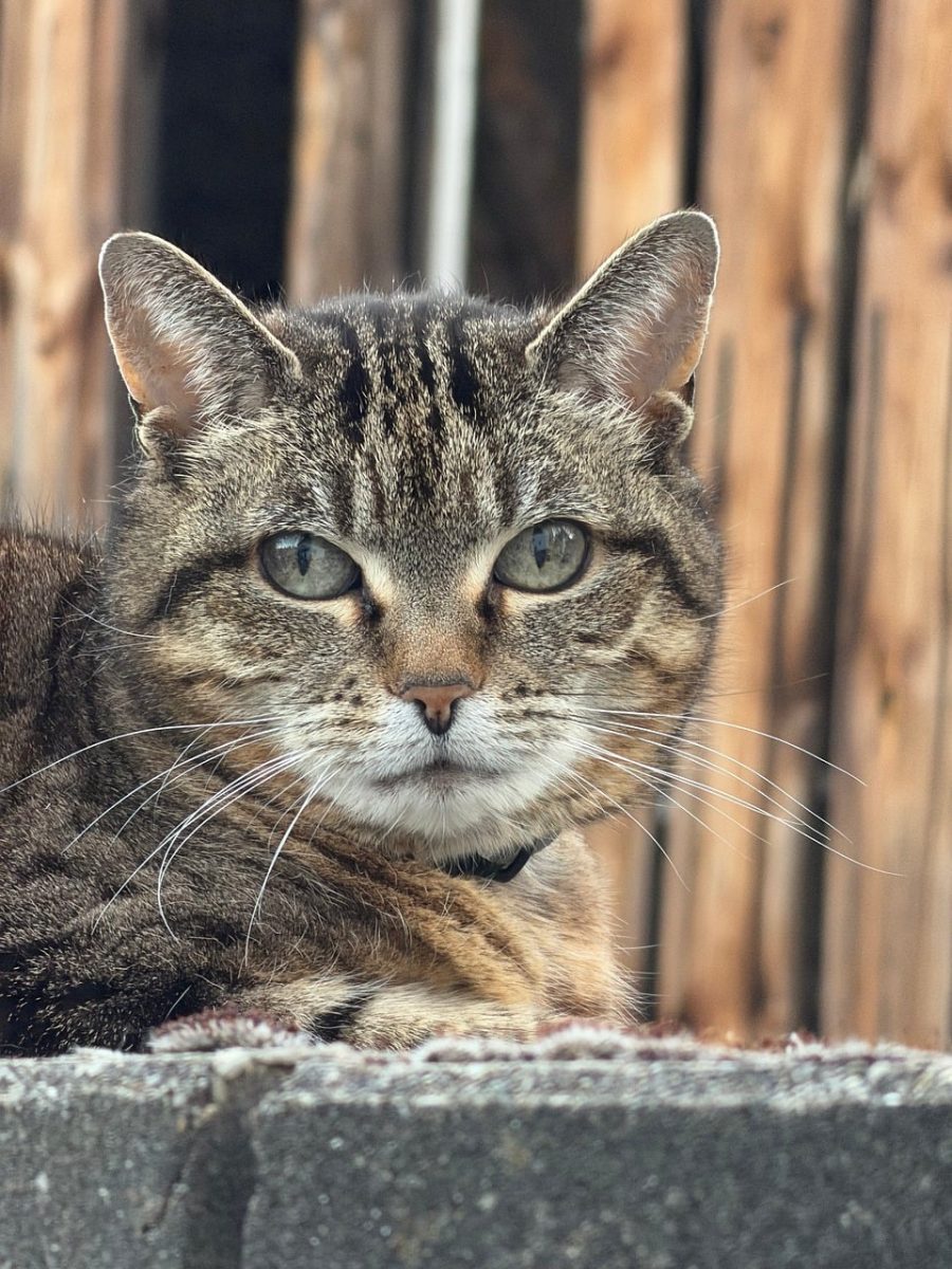cat, pet, portrait, eyes, striped, cat eyes, cat love, detail, house cat, beautiful, forehead, cat portrait, escape, wooden, furry, animal love, house pet, noble