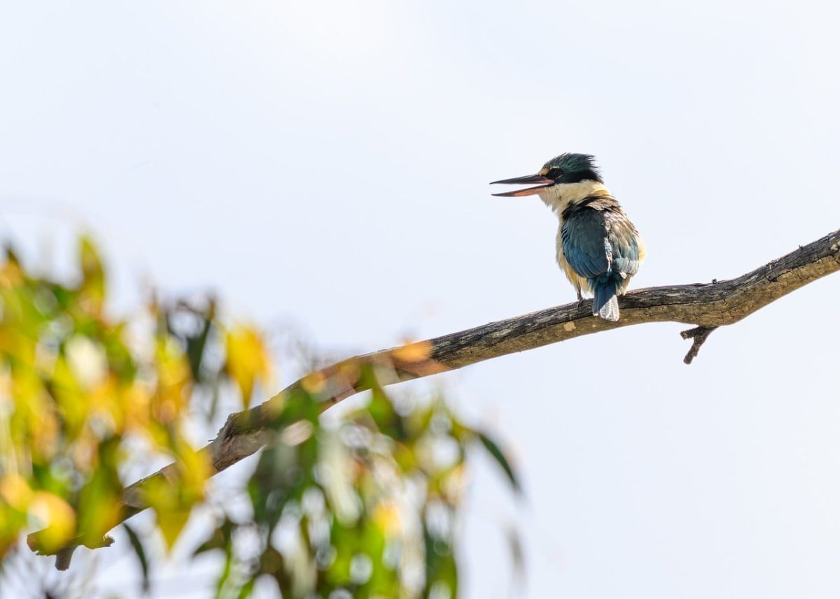 kingfisher, todiramphus sanctus, sacred kingfisher, nature, bird, wildlife, beak, feathers, fauna, tree, branch, daylight, wilderness, wild, clouds, sky, australia, bark, natural habitat, retreat, living nature