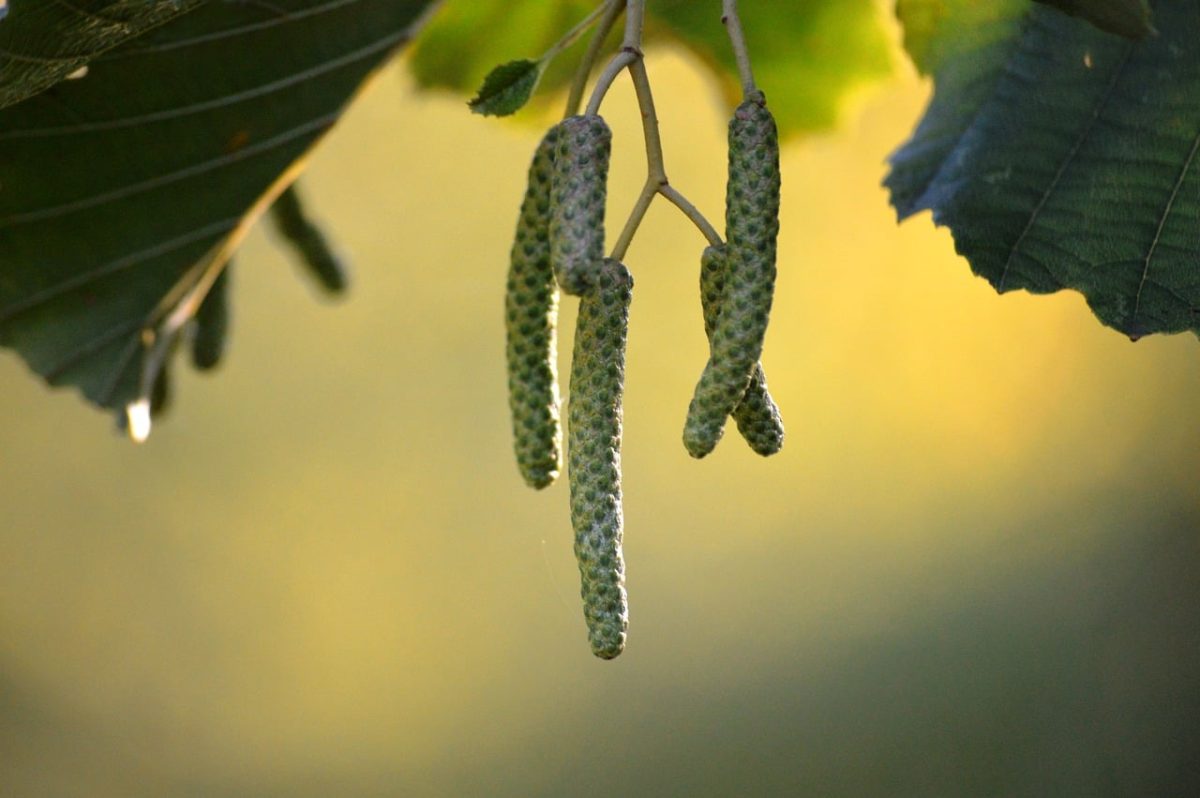 black alder, nature, twig, catkins, leaves, natural lighting, botany, green, contrast, outdoors, season, ecology, autumn, growth, deciduous tree, background, shoot, detail, garden, forest, environment