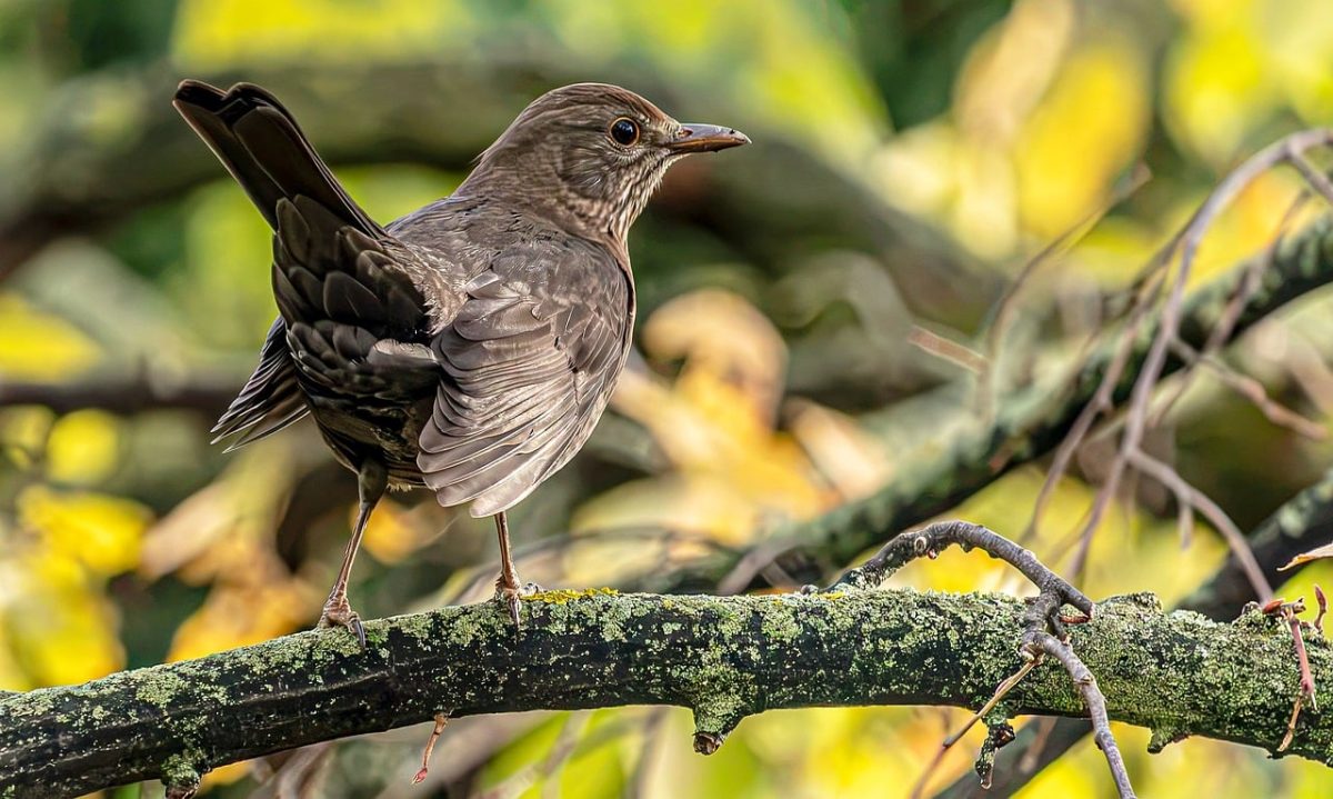 blackbird, female blackbird, branch, moss, yellow leaves, autumn, nature, bokeh, songbird, bird, feathers, wildlife, animal, plumage, small bird, birdlife, fauna, natural world
